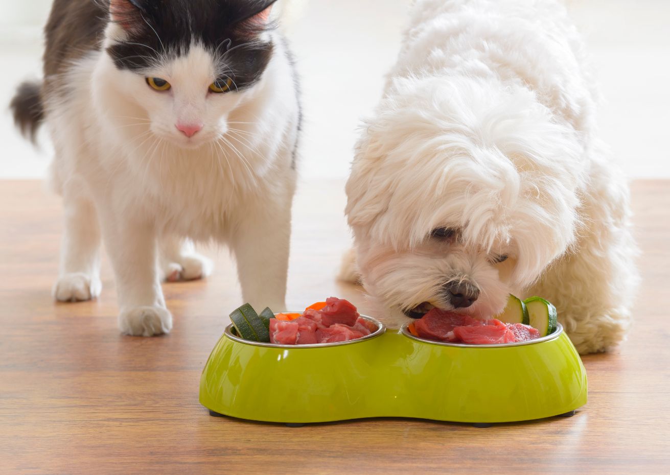Barfen & Kochen für Hunde und Katzen | Hund und Katze mit vollem Napf