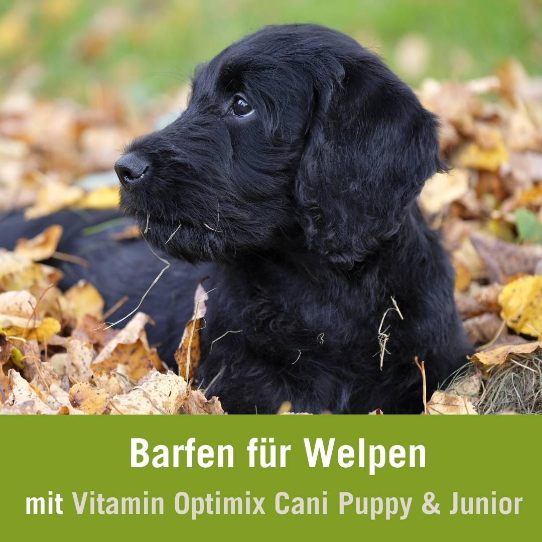 Barf Futterplan für Welpen | schwarzer Labrador Welpe auf Wiese 