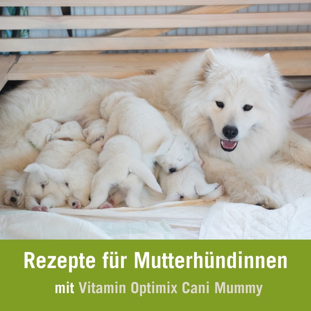 Futterplan für säugende Hündinnen mit Vitamin Optimix Mummy