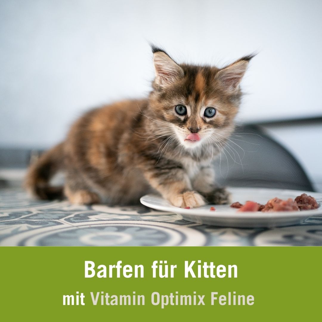 Barfen für Kitten mit dem Vitamin Optimix Feline | Kitten schleckt sich die Nase, sitze auf einem Teller mit Fleisch