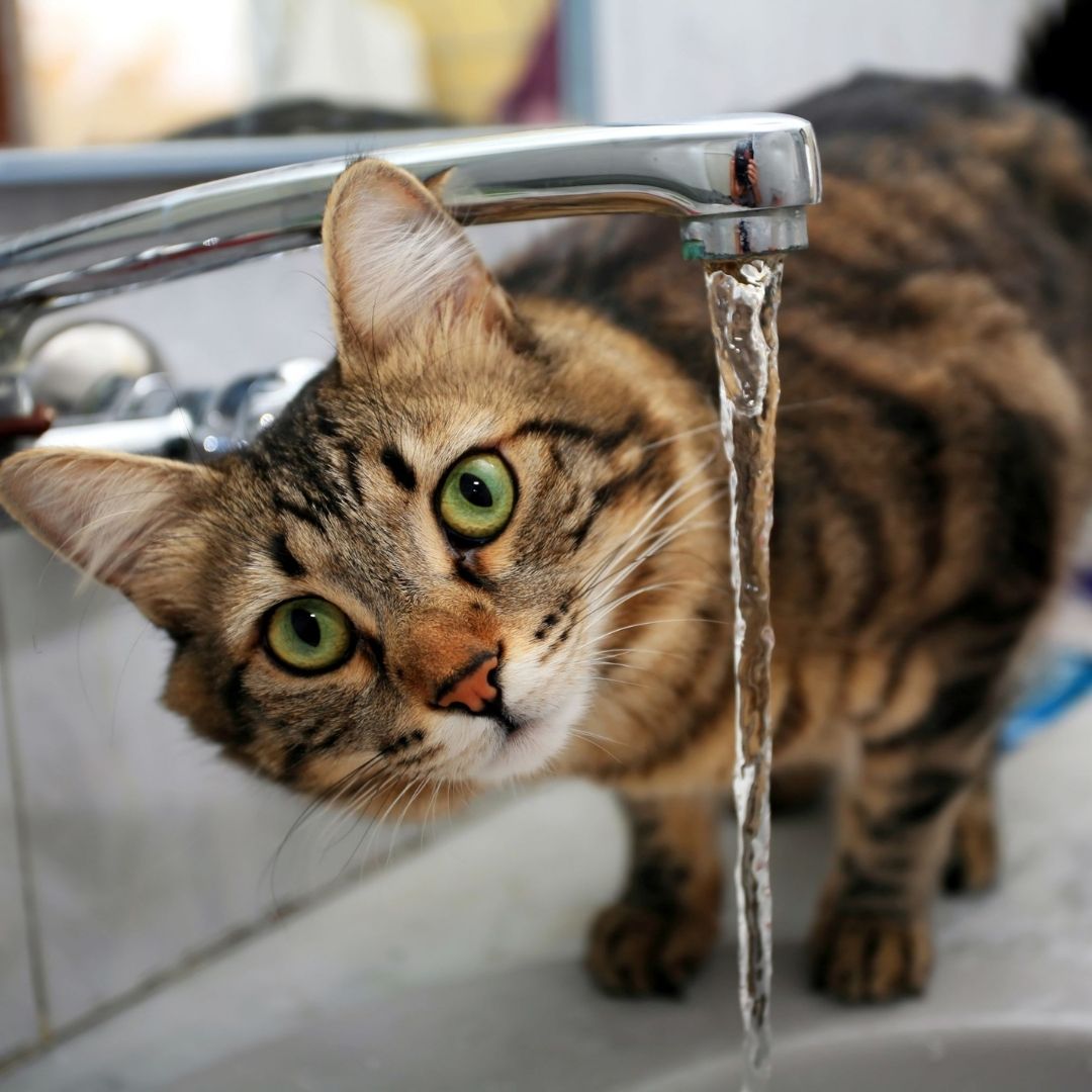 so trinken hund und katze mehr | Katze am Wasserhahn so trinken hund und katze mehr | Katze am Wasserhahn