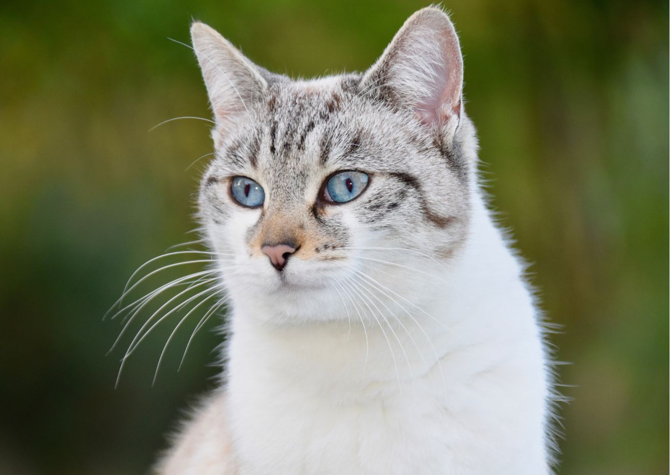 Katzen richtig barfen I Futtermedicus BARFwelt | weiß-graugetigerte Katze